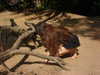 milena_milachich Altpins Profile Picture