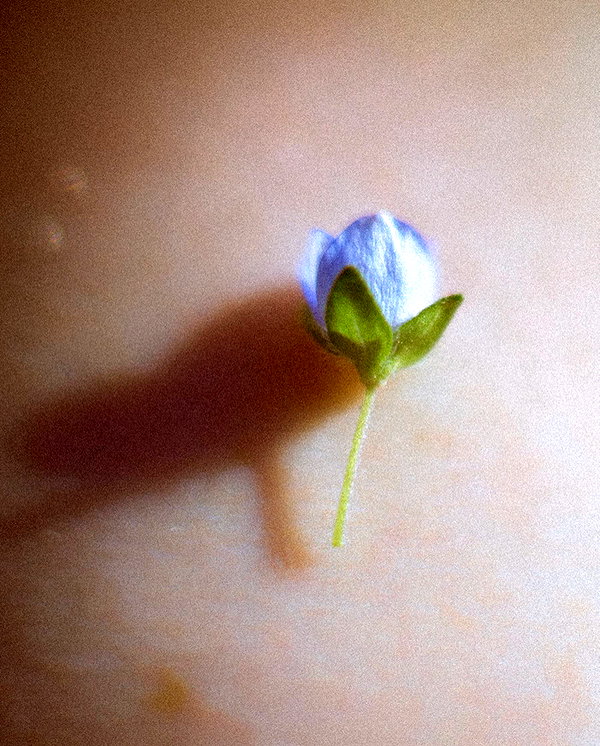 hallucineon instagram image archive image