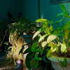 crocodile.notes Altpins Profile Picture
