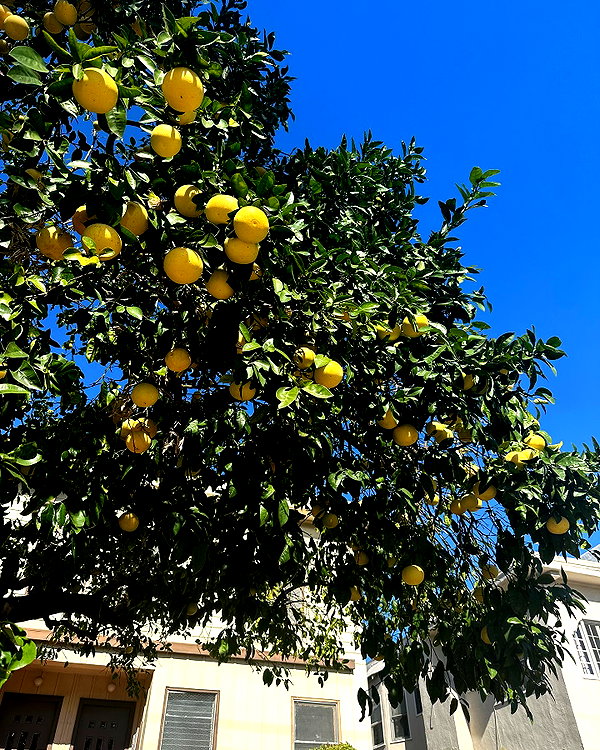 leonanaomii instagram image archive image