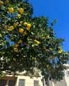 leonanaomii Altpins Profile Picture
