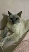 owlydiaa Altpins Profile Picture