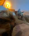 cata.leyah Altpins Profile Picture