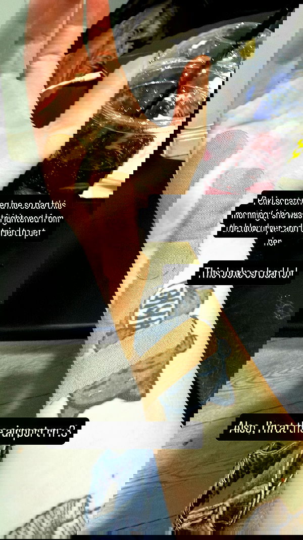 chibinekopurr chibinekopurr archive image