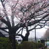 lolontlia Altpins Profile Picture
