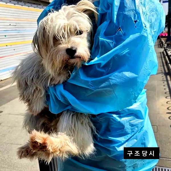 kdsrescue instagram image archive image