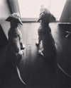 sashapieterse Altpins Profile Picture