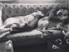 sashapieterse Altpins Profile Picture