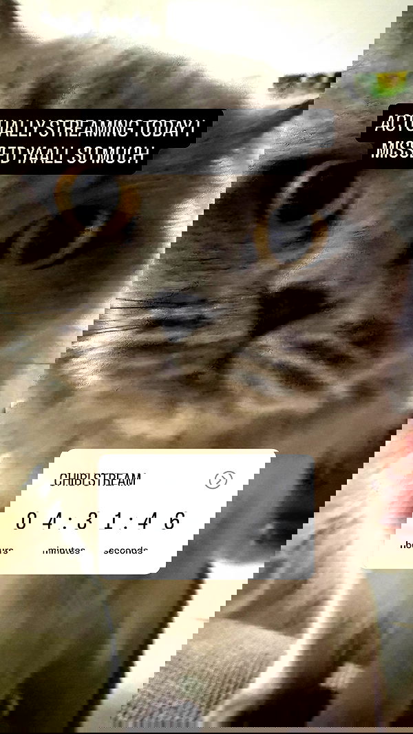 chibinekopurr chibinekopurr archive image