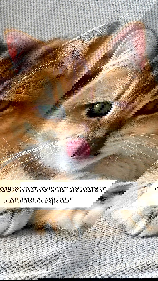 itsilanosh itsilanosh archive image