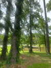 elizabethcampbelljones Altpins Profile Picture