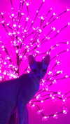 hoodifruit Altpins Profile Picture