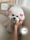 dear.zia Altpins Profile Picture