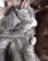 jahia_brown Altpins Profile Picture