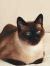 laluzone Altpins Profile Picture