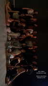 suspiria.em Altpins Profile Picture
