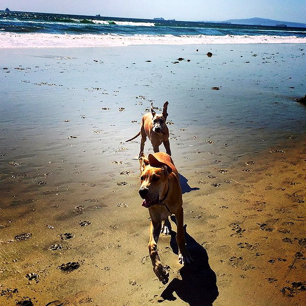 sashapieterse instagram image archive image