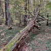 fallen.angel2007 Altpins Profile Picture