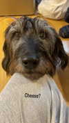 jahia_brown Altpins Profile Picture