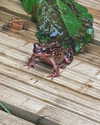 jahia_brown Altpins Profile Picture