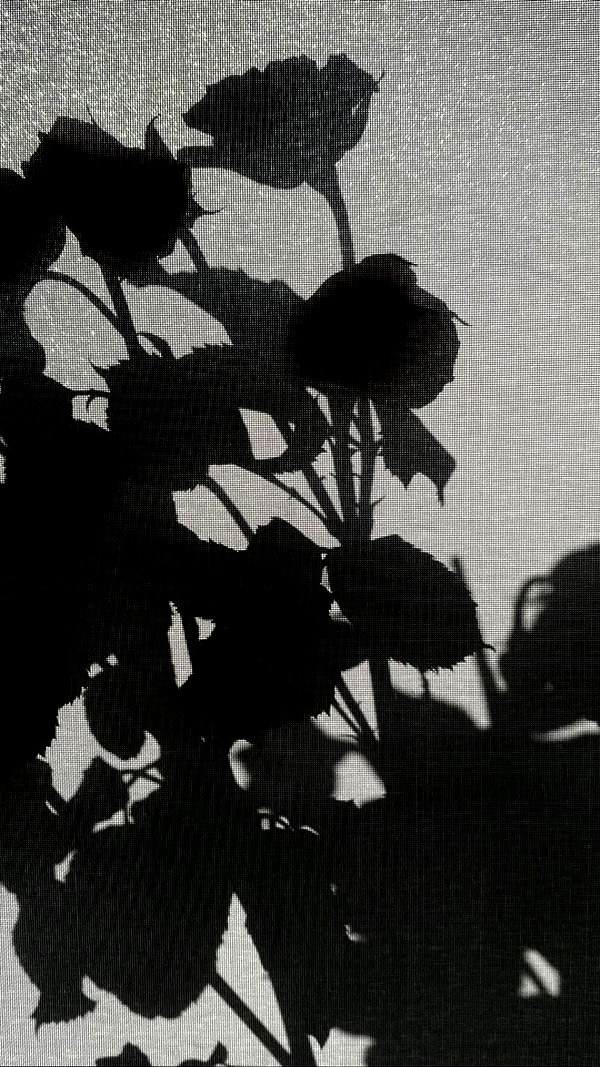 meiiisame archive image
