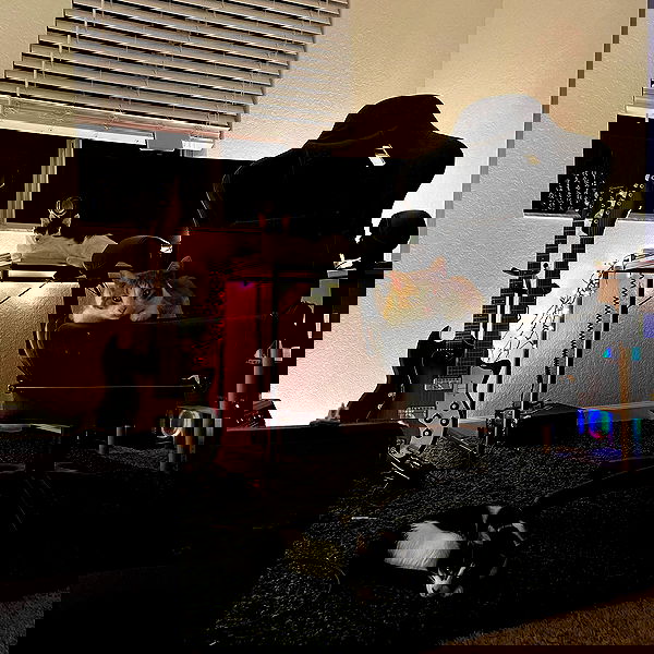 missnyxdawn missnyxdawn archive image