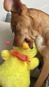 lera.genadenik Altpins Profile Picture