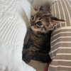 nishymoon_ Altpins Profile Picture