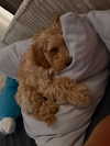 sophiecharlotth Altpins Profile Picture