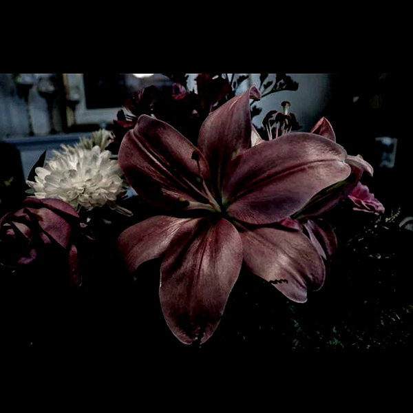 haileylayfield instagram image archive image