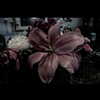 haileylayfield Altpins Profile Picture