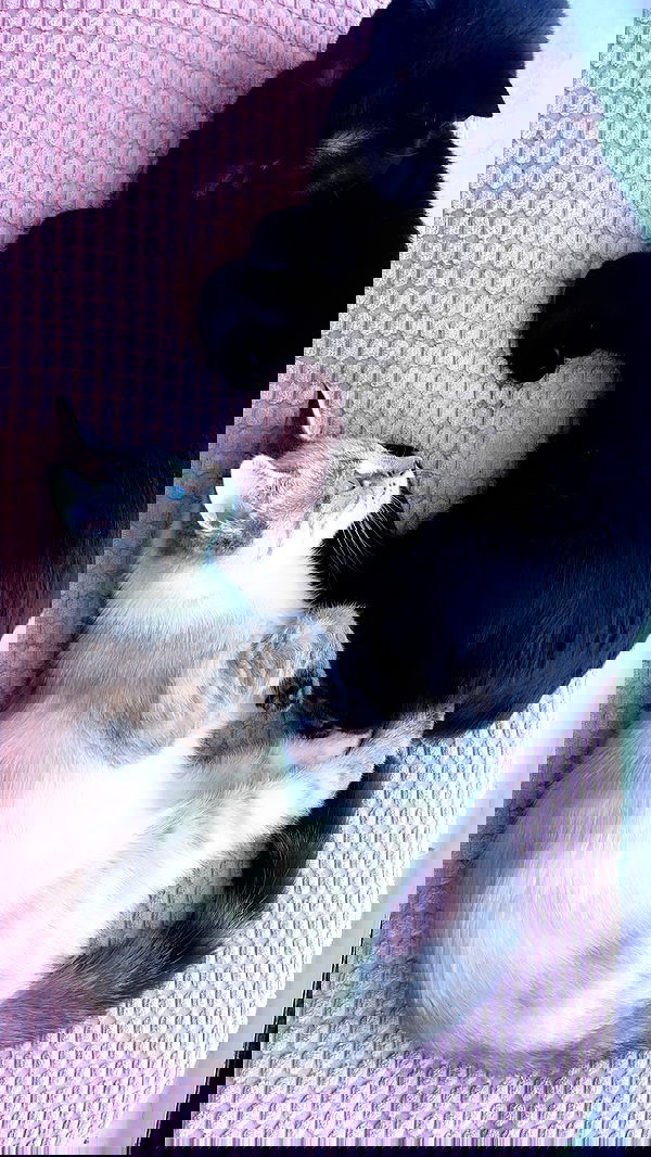 suikomuu suikomuu archive image