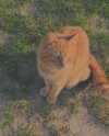 alisen.mari Altpins Profile Picture
