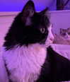 catl0verr69 Altpins Profile Picture