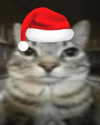 catl0verr69 Altpins Profile Picture