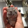 lilih Altpins Profile Picture