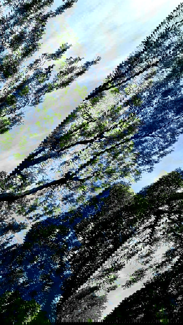 shunli__mei shunli__mei archive image