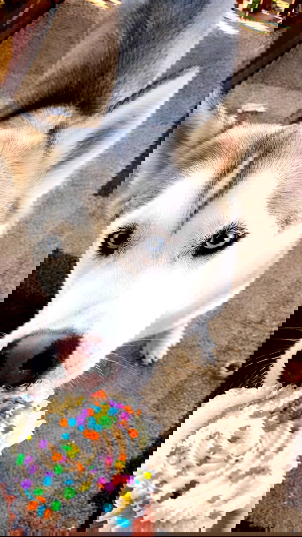 dracuina image ~ Altpins