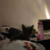 sulisssx Altpins Profile Picture