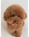 shakira Altpins Profile Picture