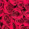 lindsaylohan Altpins Profile Picture