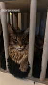 rott3nbambi Altpins Profile Picture