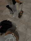 gwendolynceline Altpins Profile Picture