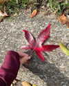 isavramirez Altpins Profile Picture