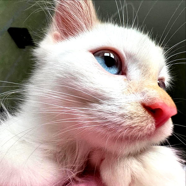 llofreaki instagram image archive image