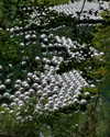 rouxroux.tv Altpins Profile Picture