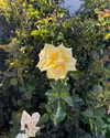 limonnitta Altpins Profile Picture