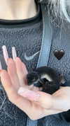 angelmeghann Altpins Profile Picture