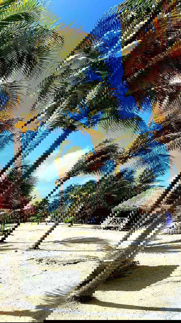 manjolamuriqi manjolamuriqi archive image