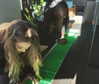 gigihadid Altpins Profile Picture